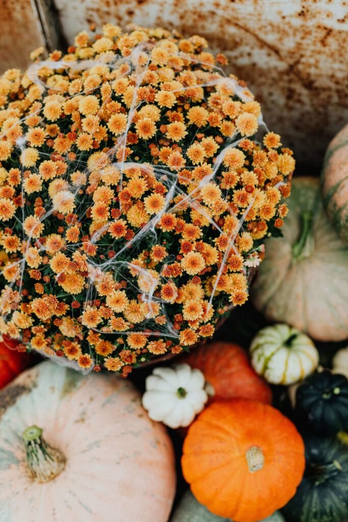Outdoor Halloween decor idea with cobweb covered mums and mixed pumpkins